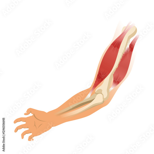 Arm muscle biceps with skeleton. Muscle tension of human hand on white background. Bones and joints in male silhouette. Medical vector illustration of hand for clinic or hospital