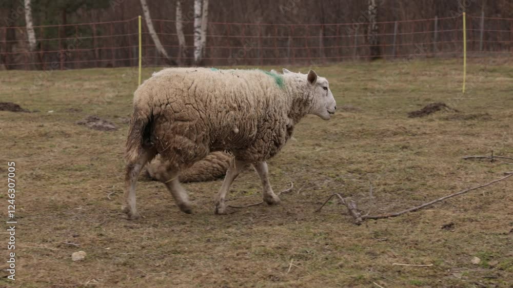Natural spaces, sheep flock, rural nature. Flock sheep, calm and content, grazes in rural field close to forested area. Natural spaces, sheep flock, rural nature. Flock sheep, calm and content, grazes in rural field close to forested area.