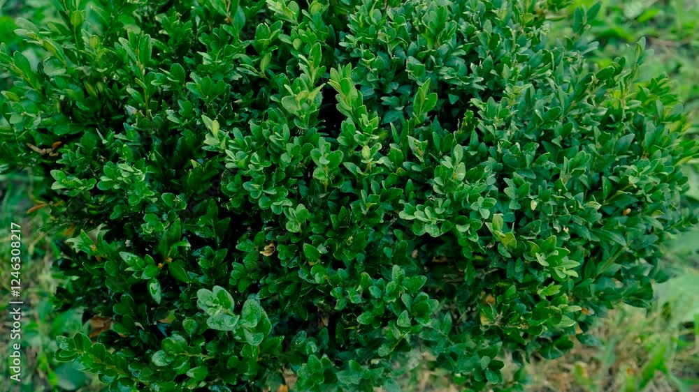 spraying boxwood against pests. Selective focus. spraying boxwood against pests. Selective focus.