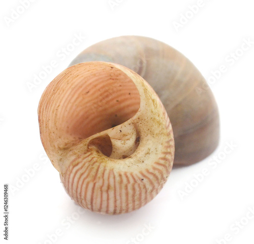 Close-Up Of Seashell Against White Background - stock photo
 photo