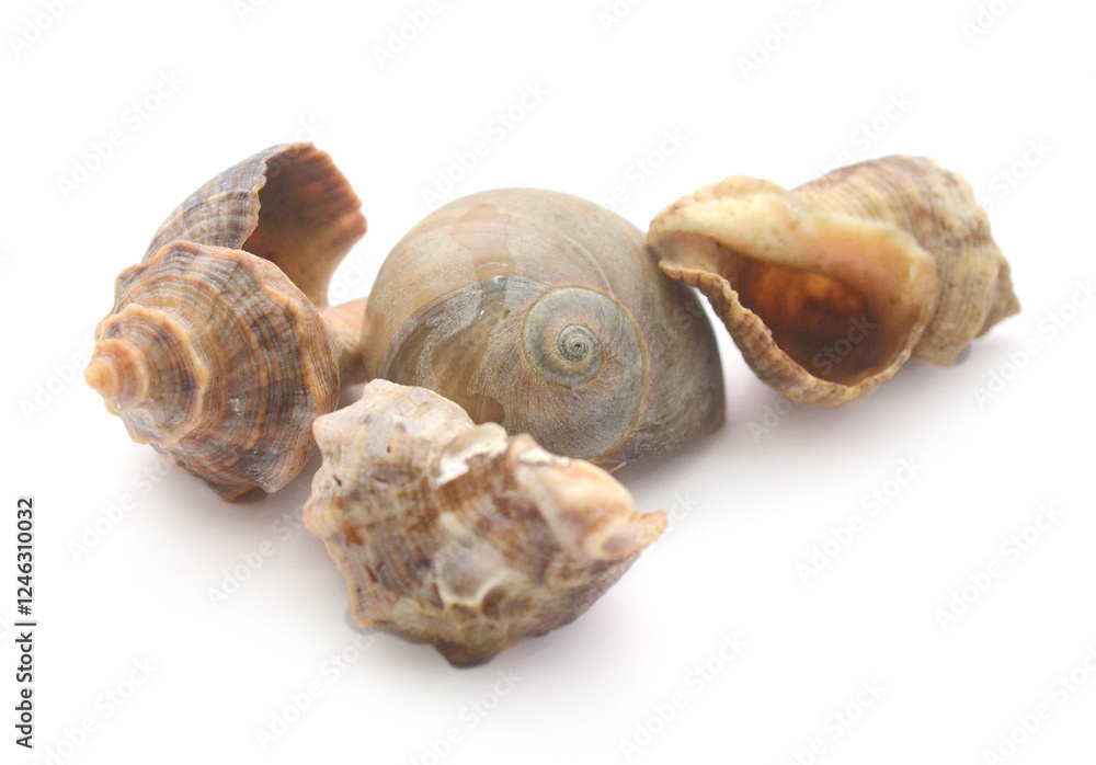 Close-Up Of Seashell Against White Background - stock photo
Close-Up Of Seashell Against White Background - stock photo