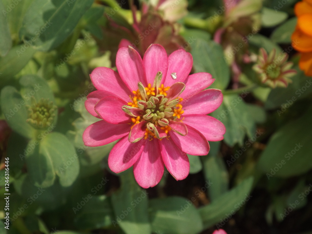 Beautiful flowers of various colors can be found in backyards in the beautiful nature surrounding you. Beautiful flowers of various colors can be found in backyards in the beautiful nature surrounding you.