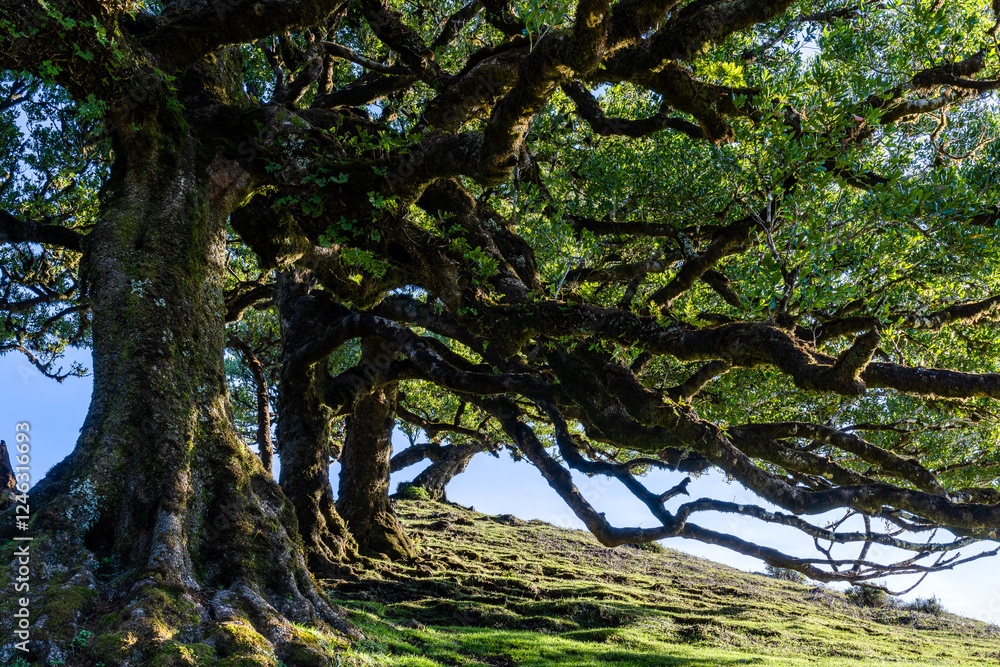 Fototapeta premium The laurissilva forest of Fanal on Madeira island