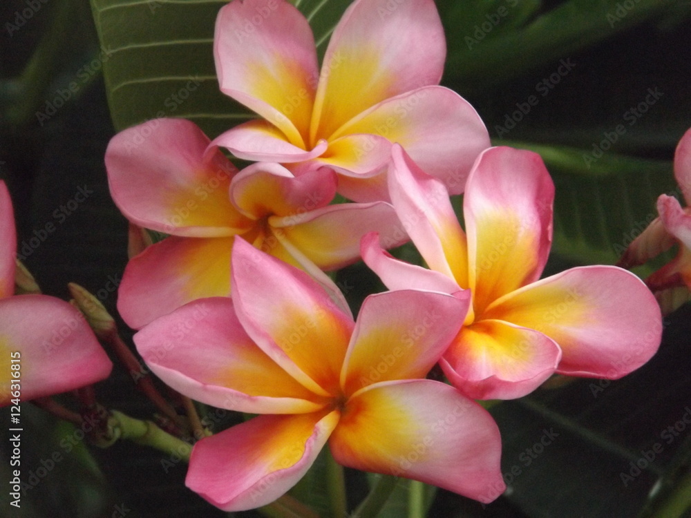 Fototapeta premium Beautiful flowers of various colors can be found in backyards in the beautiful nature surrounding you.