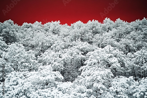 Wallpaper Mural Winter forest under dramatic red sky at dusk creates a striking contrast in the snowy landscape Torontodigital.ca