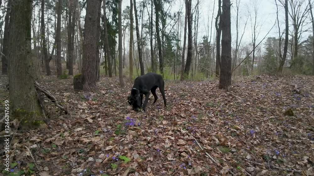 Black Dog Sniffing in a Forest Black Dog Sniffing in a Forest