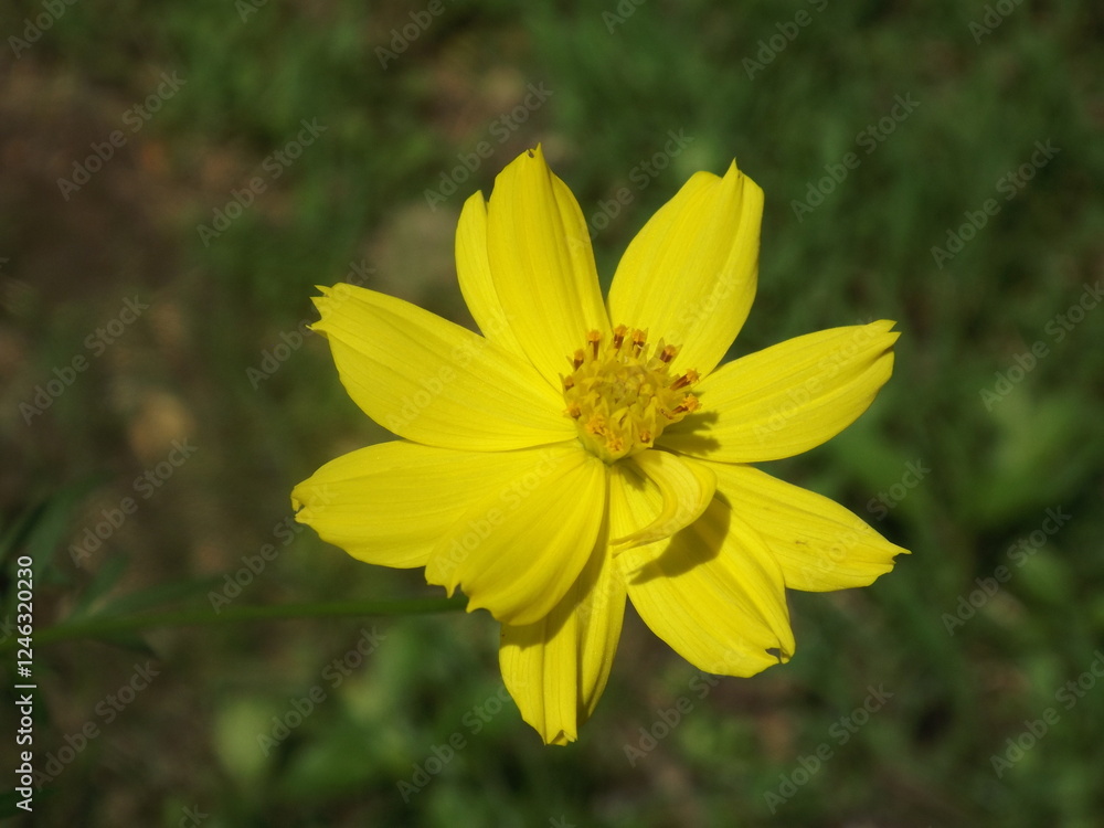 Obraz premium Beautiful flowers of various colors can be found in backyards in the beautiful nature surrounding you.