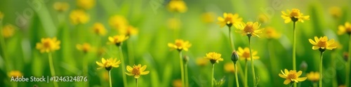 Small, yellowish flowers blooming on tall stems, grassland, vegetation photo