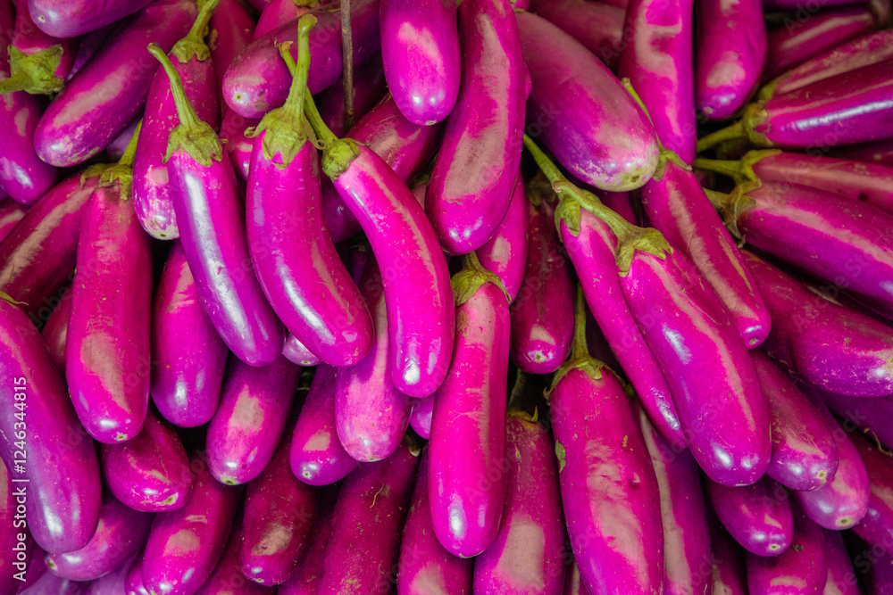 large pile fresh purple eggplants close-up. Harvest of eggplants background large pile fresh purple eggplants close-up. Harvest of eggplants background