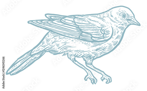 Blue bird graphics, vector illustration, vintage engraving 
 style