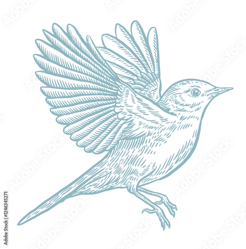 Flying bird graphics, vector illustration, vintage engraving 
 style, blue color