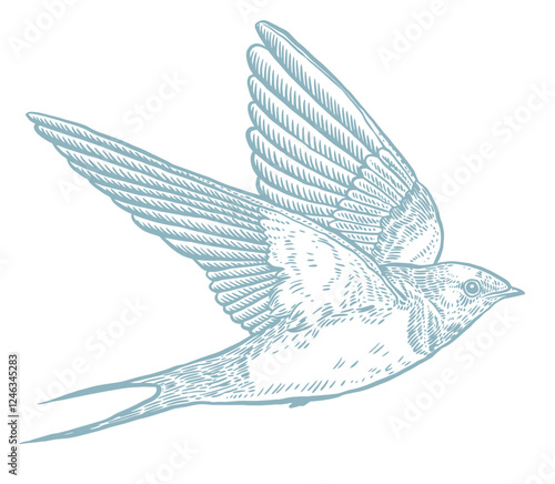 Flying bird graphics, swallow, spring, vector illustration, vintage engraving 
 style, blue color