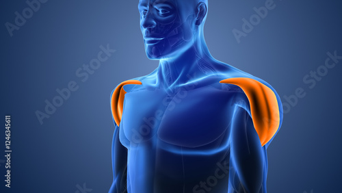 Structure of the deltoid muscle anatomy
