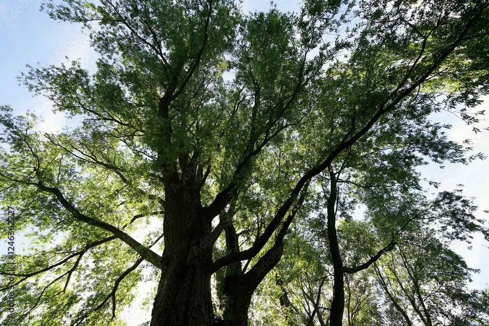 Green leaves of trees view from below into the sky, spring nature Green leaves of trees view from below into the sky, spring nature
