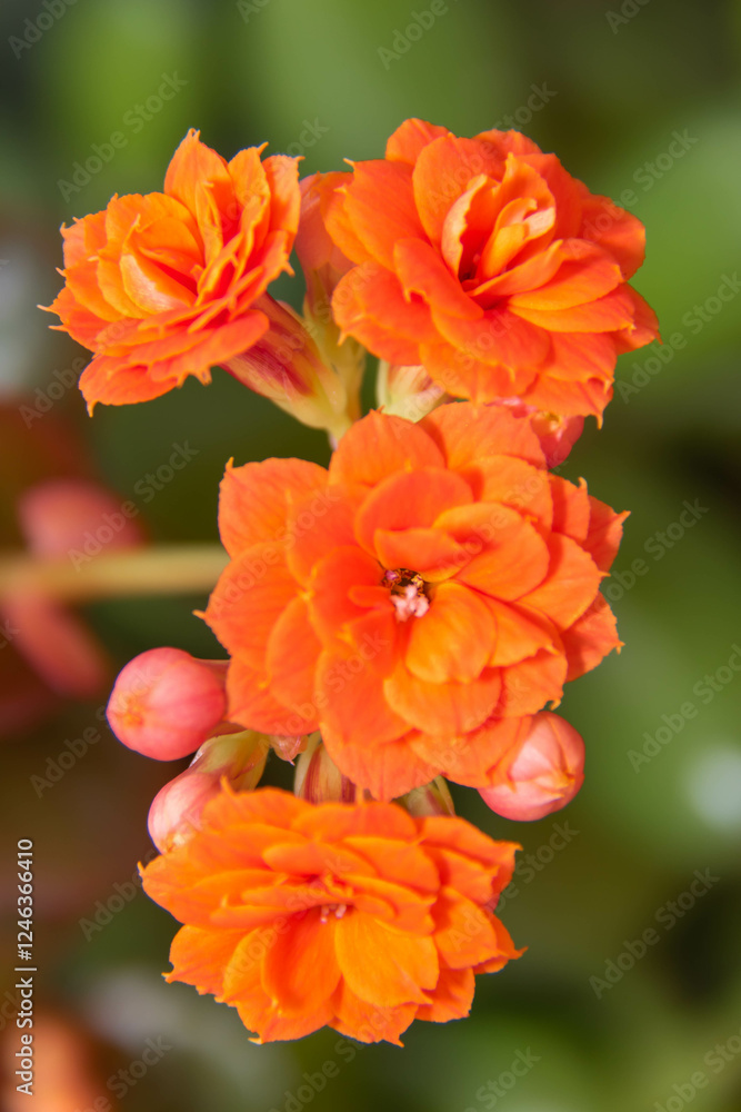 La danza de las flores La danza de las flores