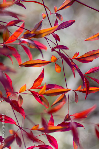 red heavenly bamboo