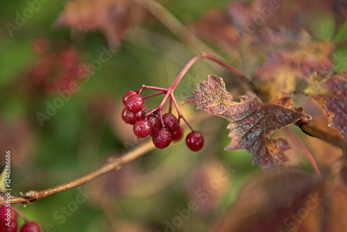 Red berries of viburnum in the wild photo