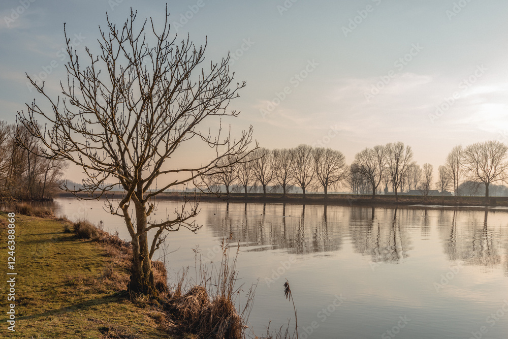 Backlit shot of a bare tree at the water's edge. On the other side there is a whole row of bare trees. The photo was taken in the Dutch winter season at a wide creek in a nature reserve.