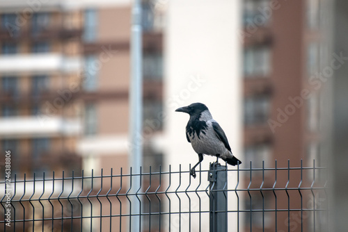 A gray crow sits on a lattice fence among residential buildings in the city. Serious look of the Hooded Crow closeup.