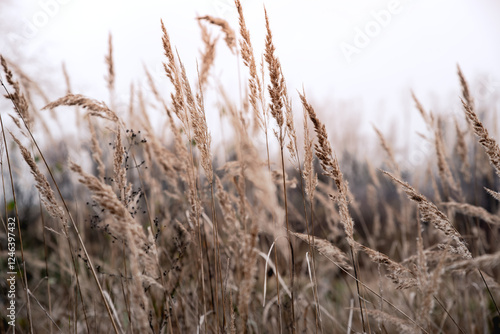 Wild grass with spikelets sways in the wind. Golden autumn.