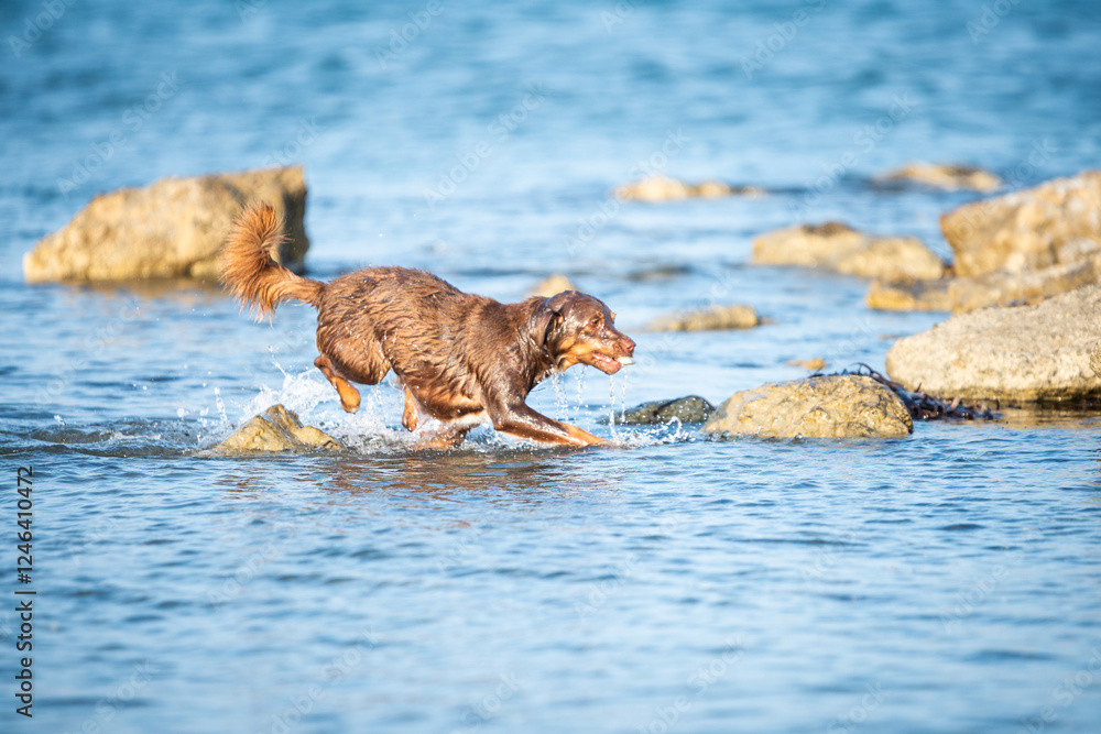 Happy dog playing outdoor 