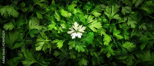 A close-up view of a cluster of green leaves with a single white flower at the center.