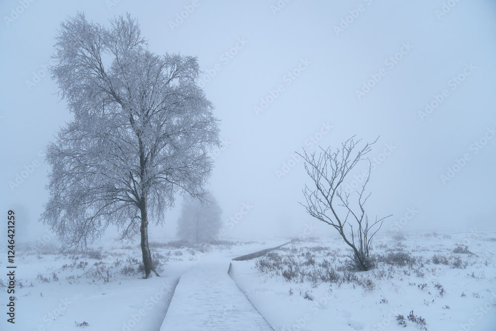 Wintertime in High Fens, Eifel, Belgium Wintertime in High Fens, Eifel, Belgium