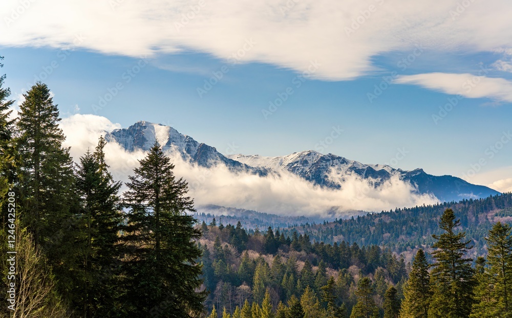 Fototapeta premium Scenic view of snow-capped peaks and lush forest in Bucegi Mountains, Romania