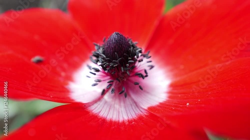 Red anemone flower closed up 
