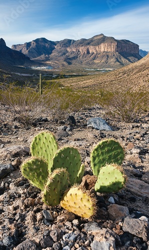 Desert cactus with mountain view, suitable for nature publications