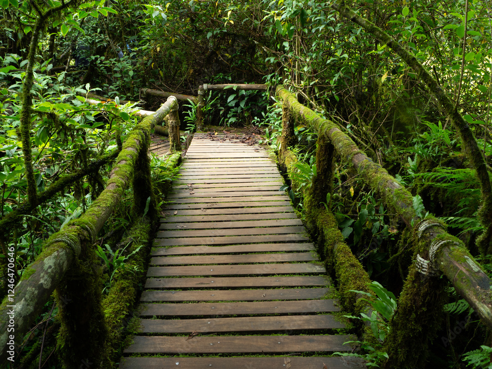 Obraz premium Wooden bridge in the forest