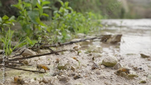 Bees drinking water at the river