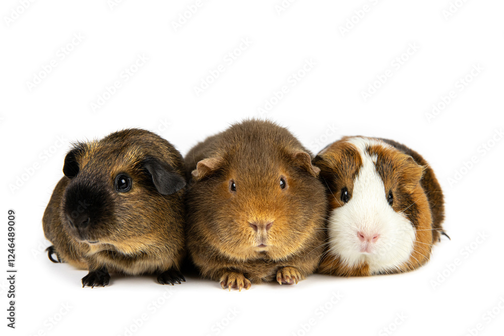 Fototapeta premium The guinea pig or domestic guinea pig, Cavia porcellus known as the cavy or domestic cavy. Three young pets in a row, breed called teddy, American and non self short hair. Isolated on white background