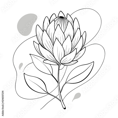 Protea Flower Vector Illustrations