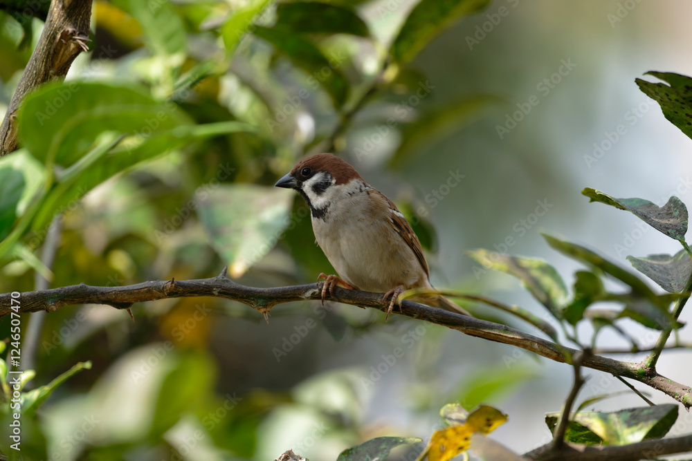 Sparrow on the branch Sparrow on the branch