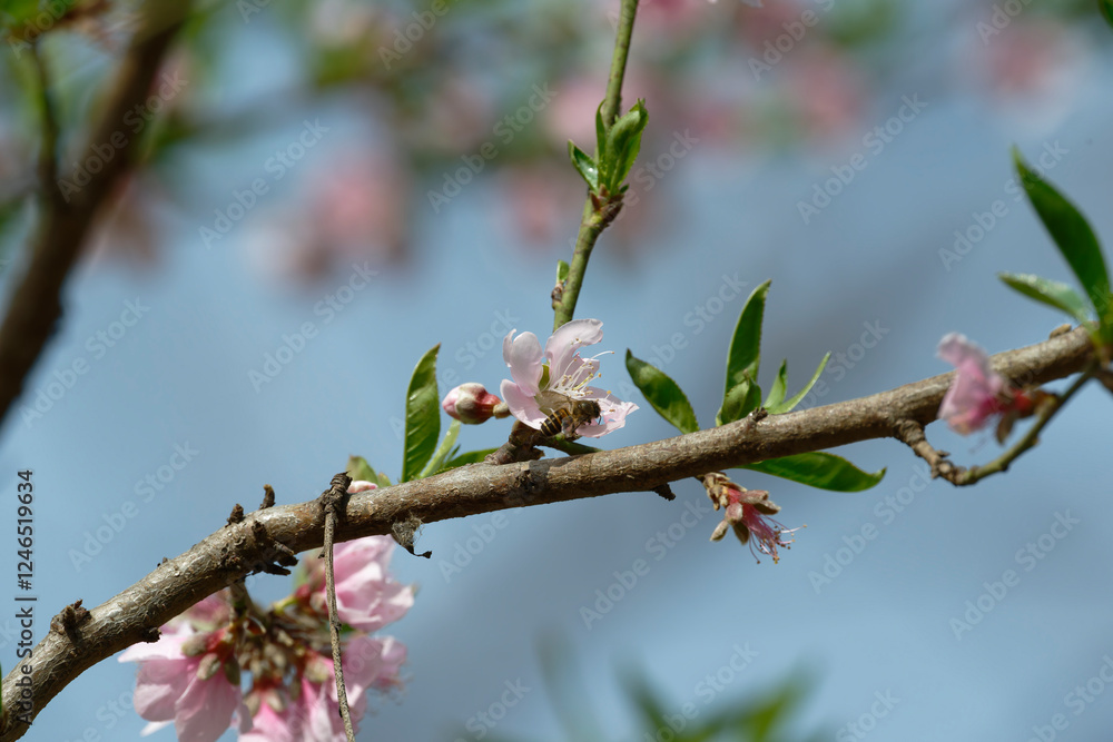 Peach flower and bee Peach flower and bee