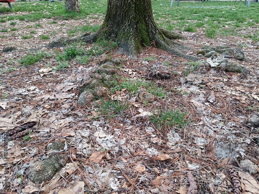 Fototapeta premium fallen tree trunk, roots of the tree