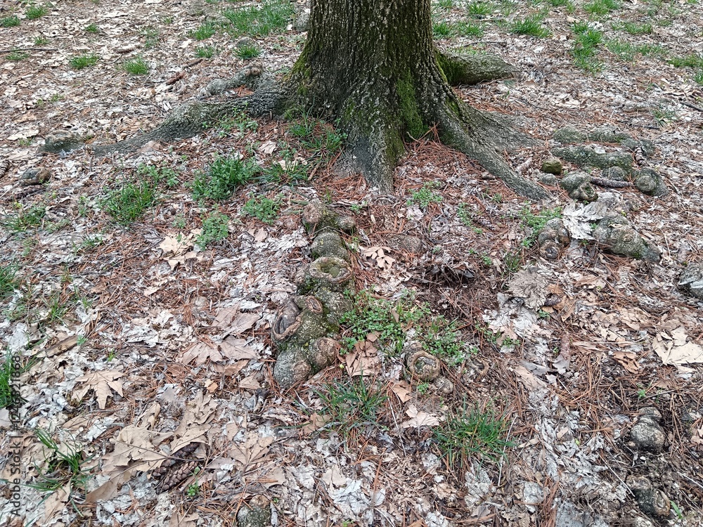 tree roots in the forest tree roots in the forest