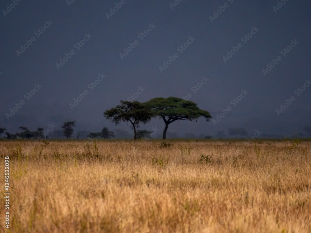 Obraz premium Two umbrella acacias in the Serengeti.