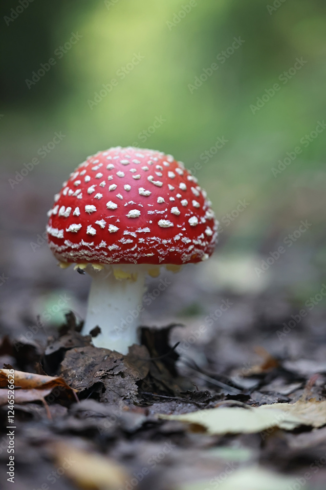 Fly agaric, Amanita muscaria, also known as fly amanita, poisonous mushroom from Finland Fly agaric, Amanita muscaria, also known as fly amanita, poisonous mushroom from Finland