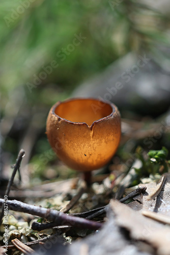 Anemone cup, Dumontinia tuberosa, also called Sclerotinia tuberosa, cup fungus growing parasitic on wood anemone in Finland photo