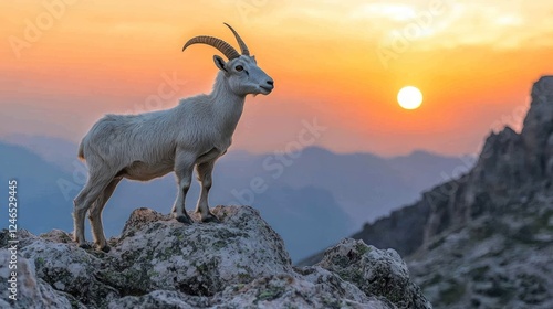 Majestic mountain goat at sunset. photo