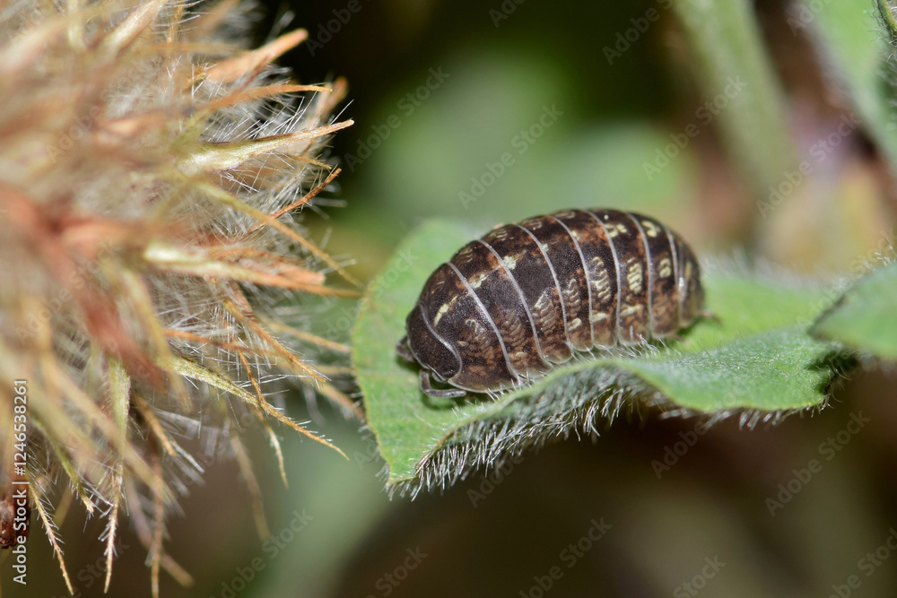 Pillbug Sowbug roly poly on plant stem isopod nature pest control Springtime.