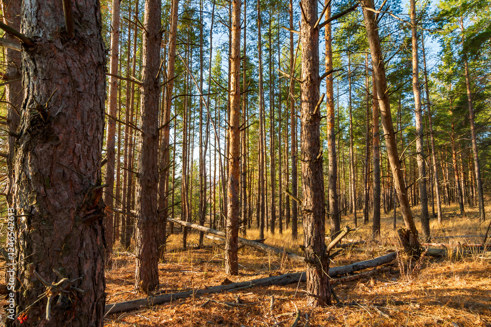 Obraz premium Sunlit forest of tall pine trees with fallen logs on the golden forest floor, capturing the serene beauty of nature in autumn