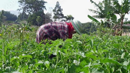 worker with hood bent over in vegetable field