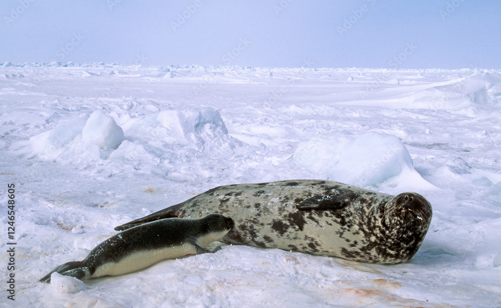 Obraz premium Phoque à capuchon, allaitement, femelle et jeune, Cystophora cristata, Banquise, Quebec, Canada