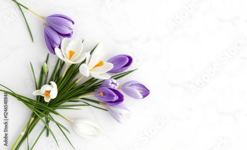 Row of crocus flowers on white marble background spring flowers border with copy space springtime composition mother's day valentine's day easter holidays nature beauty easter border border easter spr photo