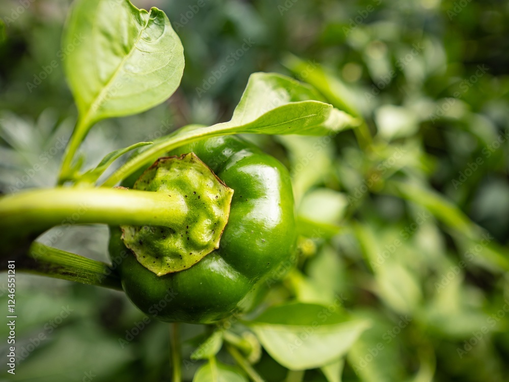 Green pepper growing in greenhouse, detail of stem, calyx