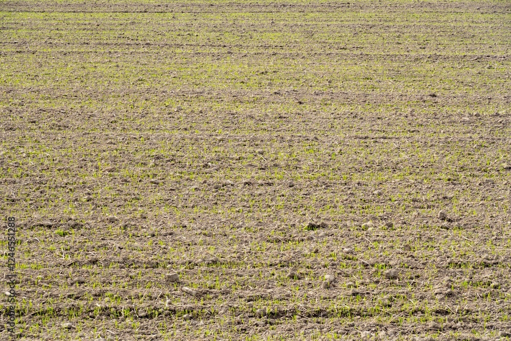 Dry soil with small straws of green gras, arid earth