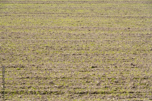 Obraz na płótnie Dry soil with small straws of green gras, arid earth w salonie